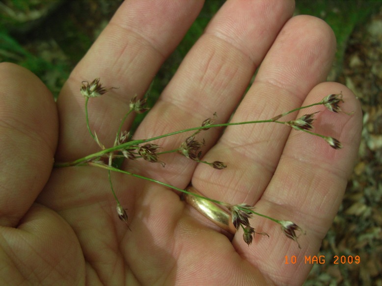 Luzula sylvatica
